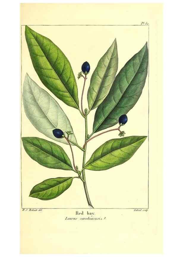 Reproducción/Reproduction 47817494272: The North American sylva;. Philadelphia,R.P. Smith,1853.. 