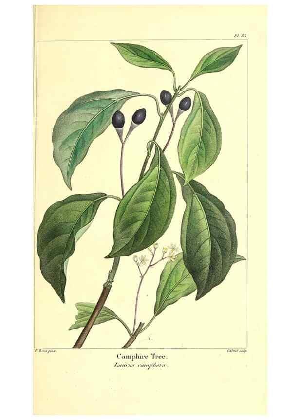 Reproducción/Reproduction 47080290884: The North American sylva;. Philadelphia,R.P. Smith,1853.. 