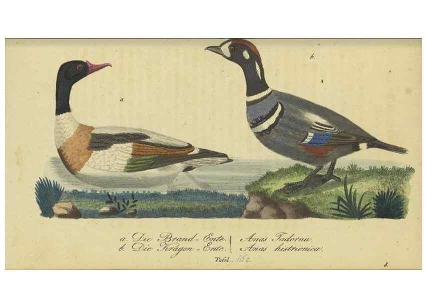 Reproducción/Reproduction 33978629088: Fauna Boica oder gemeinnützige Naturgeschichte der Thiere Bayerns.. Nürnberg :In der E.H. Zeh'schen Buchhandlung,1835.. 