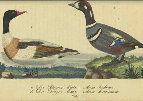 Reproducción/Reproduction 33978629088: Fauna Boica oder gemeinnützige Naturgeschichte der Thiere Bayerns.. Nürnberg :In der E.H. Zeh'schen Buchhandlung,1835.. 