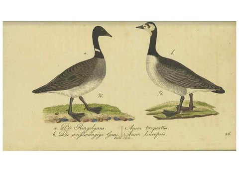 Reproducción/Reproduction 33978627818: Fauna Boica oder gemeinnützige Naturgeschichte der Thiere Bayerns.. Nürnberg :In der E.H. Zeh'schen Buchhandlung,1835.. 