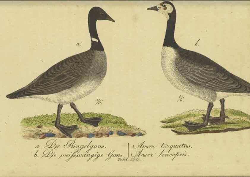 Reproducción/Reproduction 33978627818: Fauna Boica oder gemeinnützige Naturgeschichte der Thiere Bayerns.. Nürnberg :In der E.H. Zeh'schen Buchhandlung,1835.. 