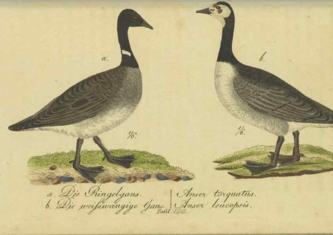 Reproducción/Reproduction 33978627818: Fauna Boica oder gemeinnützige Naturgeschichte der Thiere Bayerns.. Nürnberg :In der E.H. Zeh'schen Buchhandlung,1835.. 
