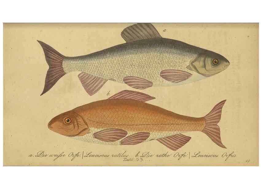 Reproducción/Reproduction 33977823528: Fauna Boica oder gemeinnützige Naturgeschichte der Thiere Bayerns /. Nürnberg :In der C.H. Zeh'schen Buchhandlung,1834.. 