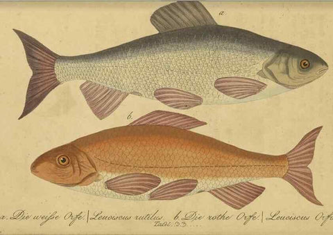 Reproducción/Reproduction 33977823528: Fauna Boica oder gemeinnützige Naturgeschichte der Thiere Bayerns /. Nürnberg :In der C.H. Zeh'schen Buchhandlung,1834.. 