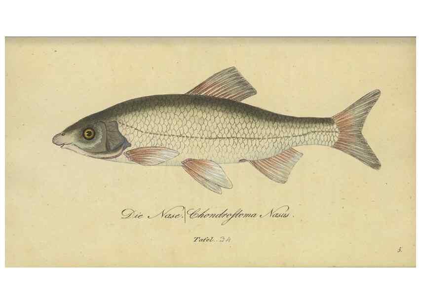 Reproducción/Reproduction 47855145431: Fauna Boica oder gemeinnützige Naturgeschichte der Thiere Bayerns /. Nürnberg :In der C.H. Zeh'schen Buchhandlung,1834.. 