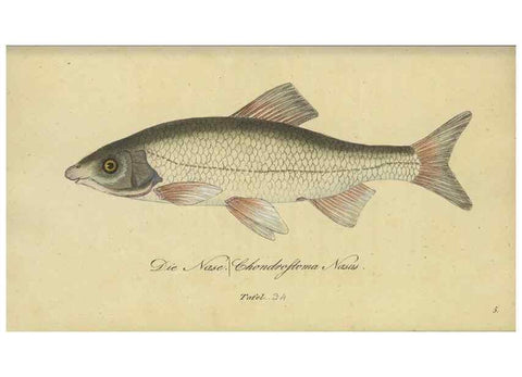 Reproducción/Reproduction 47855145431: Fauna Boica oder gemeinnützige Naturgeschichte der Thiere Bayerns /. Nürnberg :In der C.H. Zeh'schen Buchhandlung,1834.. 