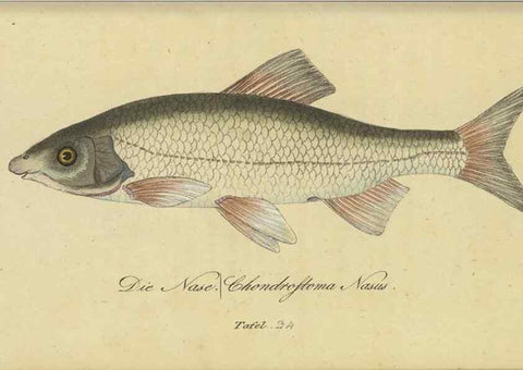 Reproducción/Reproduction 47855145431: Fauna Boica oder gemeinnützige Naturgeschichte der Thiere Bayerns /. Nürnberg :In der C.H. Zeh'schen Buchhandlung,1834.. 