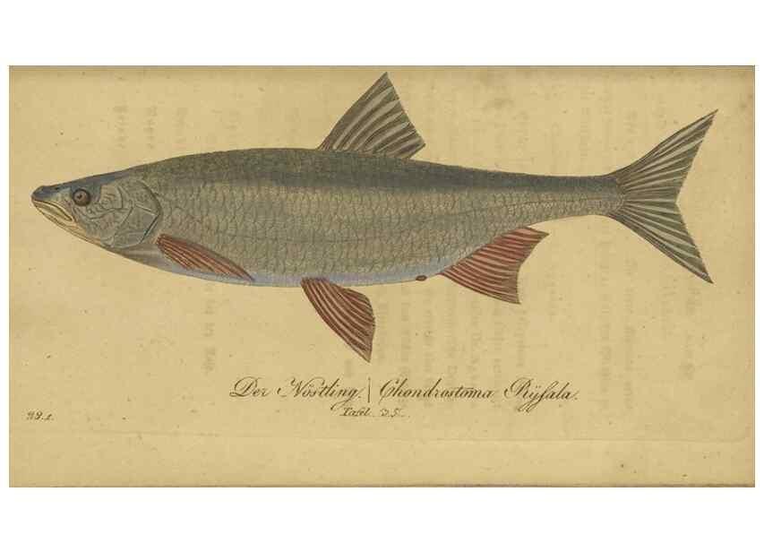 Reproducción/Reproduction 32911047387: Fauna Boica oder gemeinnützige Naturgeschichte der Thiere Bayerns /. Nürnberg :In der C.H. Zeh'schen Buchhandlung,1834.. 