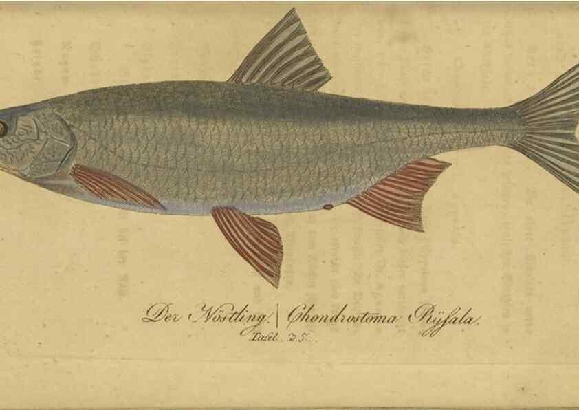 Reproducción/Reproduction 32911047387: Fauna Boica oder gemeinnützige Naturgeschichte der Thiere Bayerns /. Nürnberg :In der C.H. Zeh'schen Buchhandlung,1834.. 