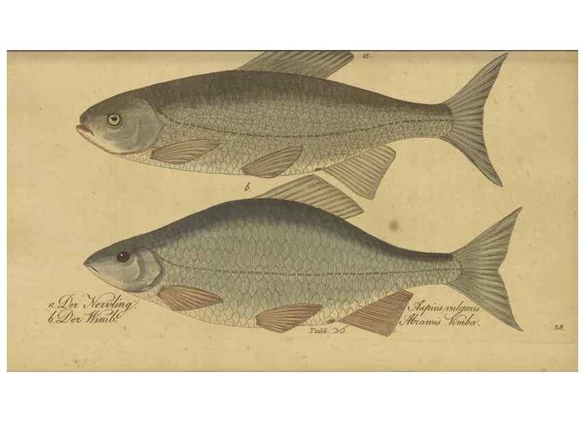 Reproducción/Reproduction 47065719394: Fauna Boica oder gemeinnützige Naturgeschichte der Thiere Bayerns /. Nürnberg :In der C.H. Zeh'schen Buchhandlung,1834.. 