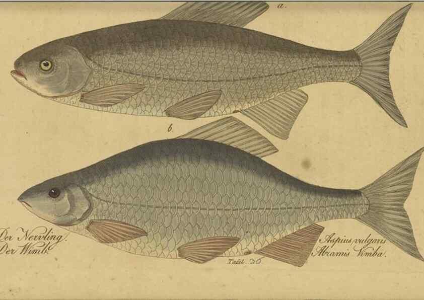 Reproducción/Reproduction 47065719394: Fauna Boica oder gemeinnützige Naturgeschichte der Thiere Bayerns /. Nürnberg :In der C.H. Zeh'schen Buchhandlung,1834.. 