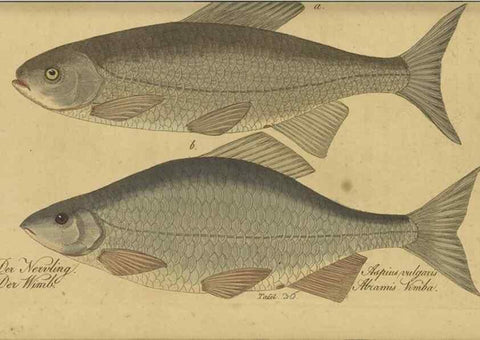 Reproducción/Reproduction 47065719394: Fauna Boica oder gemeinnützige Naturgeschichte der Thiere Bayerns /. Nürnberg :In der C.H. Zeh'schen Buchhandlung,1834.. 