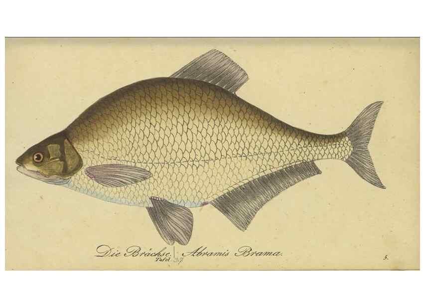 Reproducción/Reproduction 47803009582: Fauna Boica oder gemeinnützige Naturgeschichte der Thiere Bayerns /. Nürnberg :In der C.H. Zeh'schen Buchhandlung,1834.. 