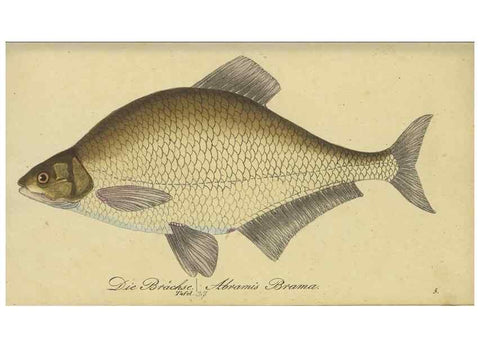 Reproducción/Reproduction 47803009582: Fauna Boica oder gemeinnützige Naturgeschichte der Thiere Bayerns /. Nürnberg :In der C.H. Zeh'schen Buchhandlung,1834.. 