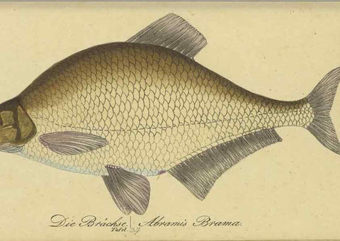 Reproducción/Reproduction 47803009582: Fauna Boica oder gemeinnützige Naturgeschichte der Thiere Bayerns /. Nürnberg :In der C.H. Zeh'schen Buchhandlung,1834.. 