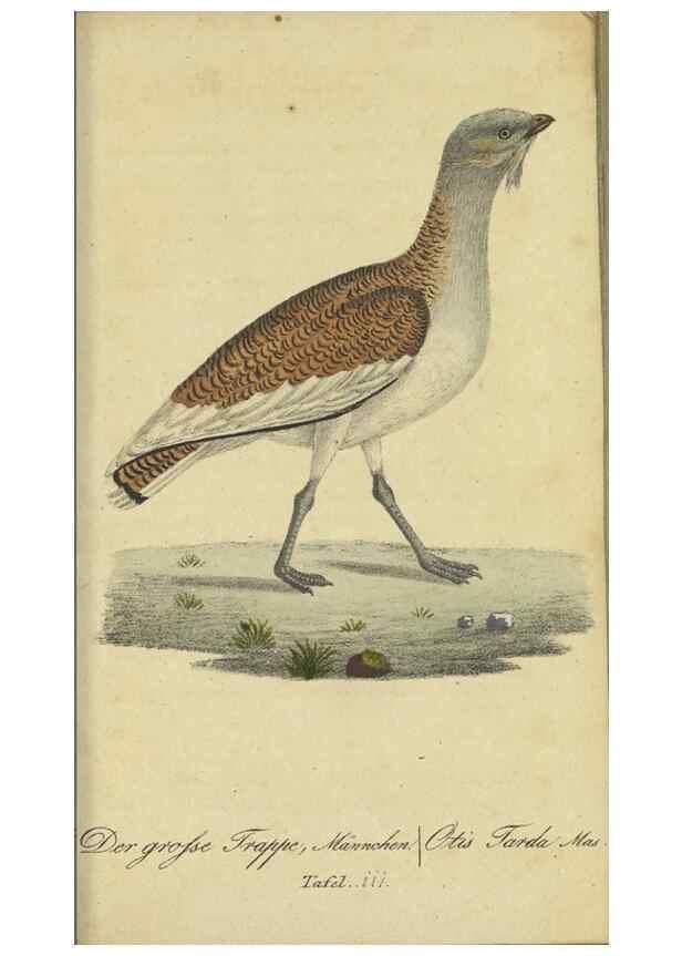 Reproducción/Reproduction 47855916821: Fauna Boica oder gemeinnützige Naturgeschichte der Thiere Bayerns.. Nürnberg :In der E.H. Zeh'schen Buchhandlung,1835.. 