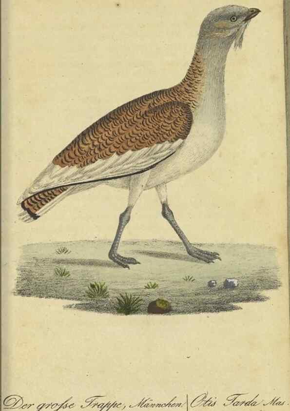 Reproducción/Reproduction 47855916821: Fauna Boica oder gemeinnützige Naturgeschichte der Thiere Bayerns.. Nürnberg :In der E.H. Zeh'schen Buchhandlung,1835.. 