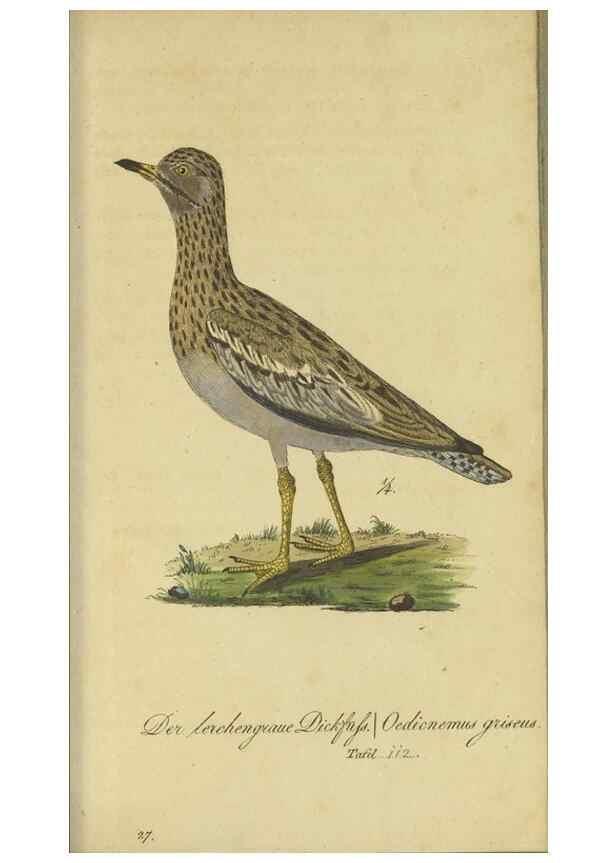 Reproducción/Reproduction 47803742972: Fauna Boica oder gemeinnützige Naturgeschichte der Thiere Bayerns.. Nürnberg :In der E.H. Zeh'schen Buchhandlung,1835.. 