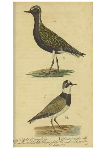 Reproducción/Reproduction 47803743472: Fauna Boica oder gemeinnützige Naturgeschichte der Thiere Bayerns.. Nürnberg :In der E.H. Zeh'schen Buchhandlung,1835.. 