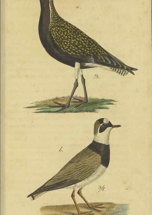 Reproducción/Reproduction 47803743472: Fauna Boica oder gemeinnützige Naturgeschichte der Thiere Bayerns.. Nürnberg :In der E.H. Zeh'schen Buchhandlung,1835.. 