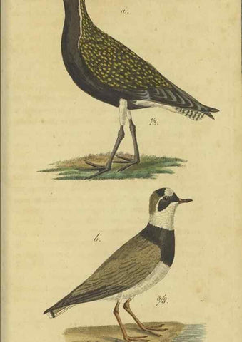 Reproducción/Reproduction 47803743472: Fauna Boica oder gemeinnützige Naturgeschichte der Thiere Bayerns.. Nürnberg :In der E.H. Zeh'schen Buchhandlung,1835.. 