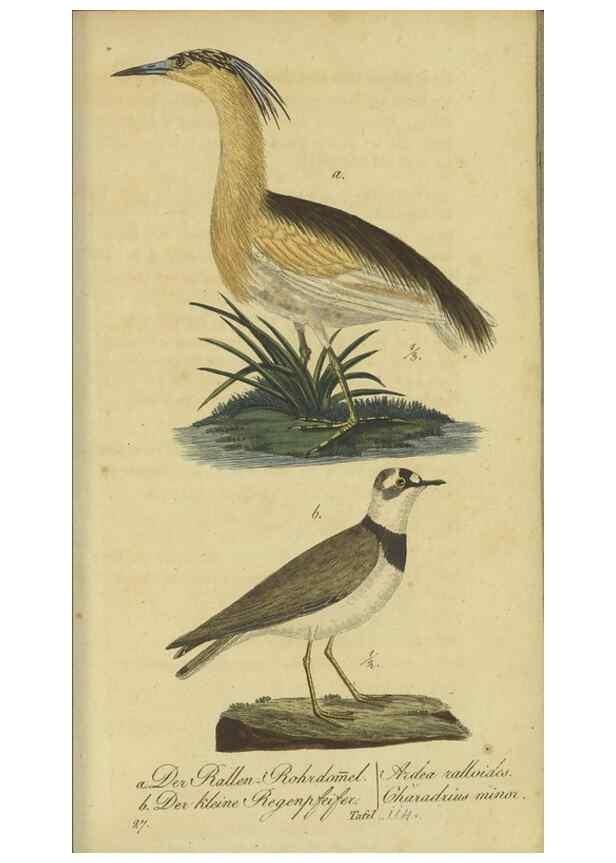 Reproducción/Reproduction 47803743862: Fauna Boica oder gemeinnützige Naturgeschichte der Thiere Bayerns.. Nürnberg :In der E.H. Zeh'schen Buchhandlung,1835.. 