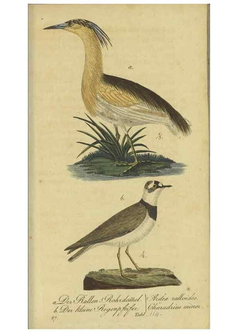 Reproducción/Reproduction 47803743862: Fauna Boica oder gemeinnützige Naturgeschichte der Thiere Bayerns.. Nürnberg :In der E.H. Zeh'schen Buchhandlung,1835.. 