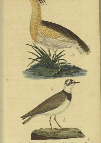 Reproducción/Reproduction 47803743862: Fauna Boica oder gemeinnützige Naturgeschichte der Thiere Bayerns.. Nürnberg :In der E.H. Zeh'schen Buchhandlung,1835.. 