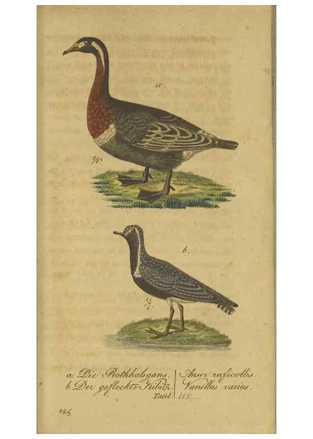 Reproducción/Reproduction 40889298763: Fauna Boica oder gemeinnützige Naturgeschichte der Thiere Bayerns.. Nürnberg :In der E.H. Zeh'schen Buchhandlung,1835.. 