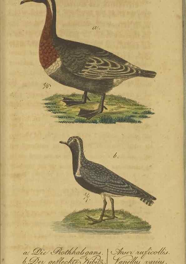 Reproducción/Reproduction 40889298763: Fauna Boica oder gemeinnützige Naturgeschichte der Thiere Bayerns.. Nürnberg :In der E.H. Zeh'schen Buchhandlung,1835.. 