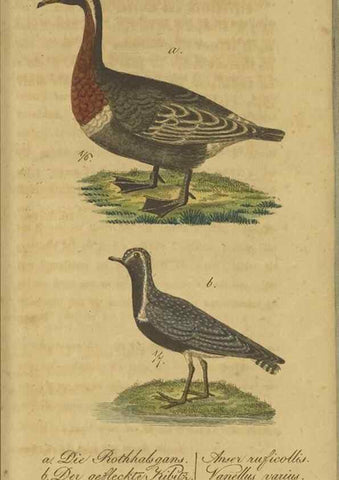 Reproducción/Reproduction 40889298763: Fauna Boica oder gemeinnützige Naturgeschichte der Thiere Bayerns.. Nürnberg :In der E.H. Zeh'schen Buchhandlung,1835.. 