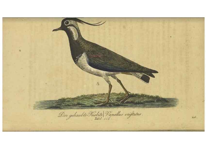 Reproducción/Reproduction 46939650855: Fauna Boica oder gemeinnützige Naturgeschichte der Thiere Bayerns.. Nürnberg :In der E.H. Zeh'schen Buchhandlung,1835.. 