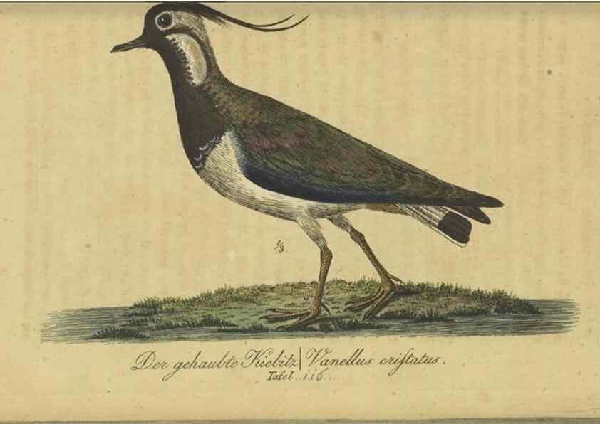 Reproducción/Reproduction 46939650855: Fauna Boica oder gemeinnützige Naturgeschichte der Thiere Bayerns.. Nürnberg :In der E.H. Zeh'schen Buchhandlung,1835.. 