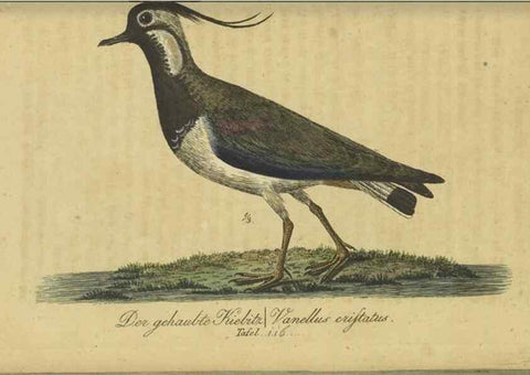 Reproducción/Reproduction 46939650855: Fauna Boica oder gemeinnützige Naturgeschichte der Thiere Bayerns.. Nürnberg :In der E.H. Zeh'schen Buchhandlung,1835.. 