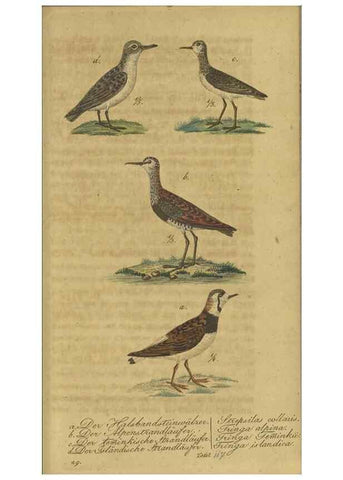 Reproducción/Reproduction 47066485944: Fauna Boica oder gemeinnützige Naturgeschichte der Thiere Bayerns.. Nürnberg :In der E.H. Zeh'schen Buchhandlung,1835.. 