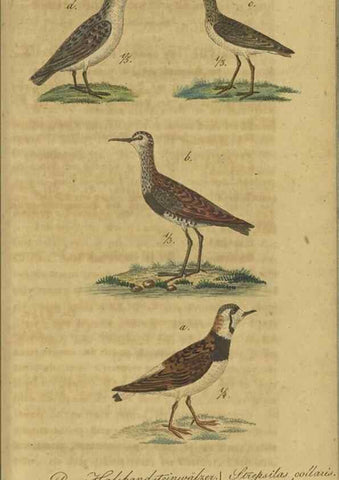 Reproducción/Reproduction 47066485944: Fauna Boica oder gemeinnützige Naturgeschichte der Thiere Bayerns.. Nürnberg :In der E.H. Zeh'schen Buchhandlung,1835.. 