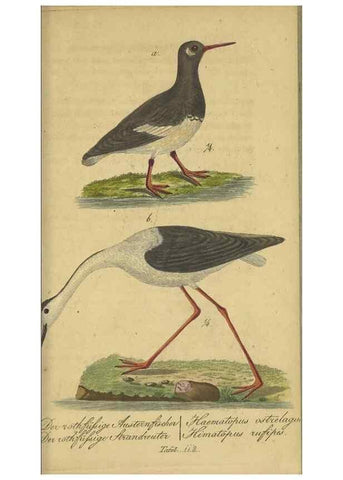 Reproducción/Reproduction 47066486484: Fauna Boica oder gemeinnützige Naturgeschichte der Thiere Bayerns.. Nürnberg :In der E.H. Zeh'schen Buchhandlung,1835.. 