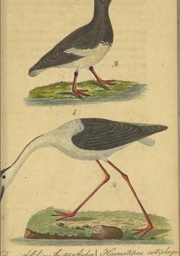 Reproducción/Reproduction 47066486484: Fauna Boica oder gemeinnützige Naturgeschichte der Thiere Bayerns.. Nürnberg :In der E.H. Zeh'schen Buchhandlung,1835.. 