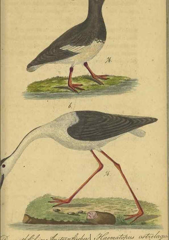 Reproducción/Reproduction 47066486484: Fauna Boica oder gemeinnützige Naturgeschichte der Thiere Bayerns.. Nürnberg :In der E.H. Zeh'schen Buchhandlung,1835.. 