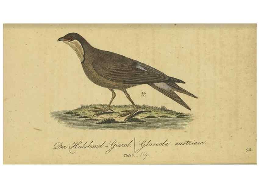 Reproducción/Reproduction 47803745832: Fauna Boica oder gemeinnützige Naturgeschichte der Thiere Bayerns.. Nürnberg :In der E.H. Zeh'schen Buchhandlung,1835.. 