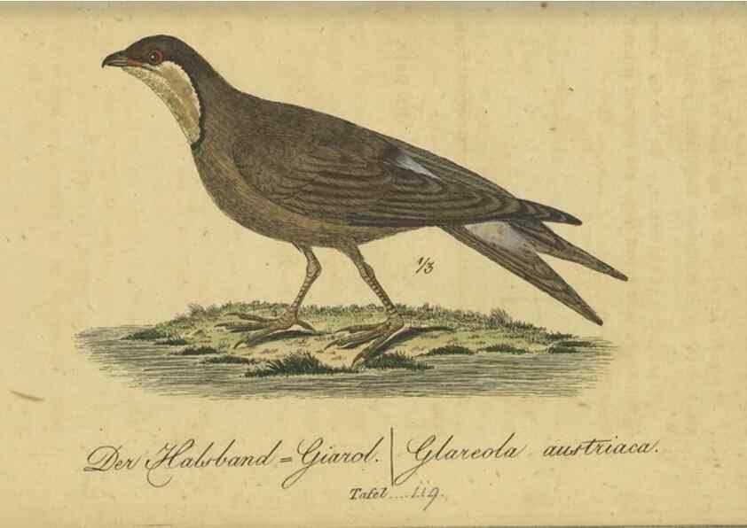 Reproducción/Reproduction 47803745832: Fauna Boica oder gemeinnützige Naturgeschichte der Thiere Bayerns.. Nürnberg :In der E.H. Zeh'schen Buchhandlung,1835.. 