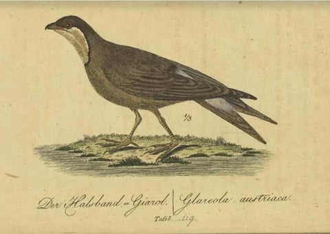 Reproducción/Reproduction 47803745832: Fauna Boica oder gemeinnützige Naturgeschichte der Thiere Bayerns.. Nürnberg :In der E.H. Zeh'schen Buchhandlung,1835.. 