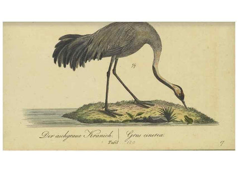 Reproducción/Reproduction 40889301313: Fauna Boica oder gemeinnützige Naturgeschichte der Thiere Bayerns.. Nürnberg :In der E.H. Zeh'schen Buchhandlung,1835.. 