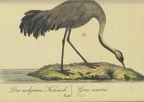 Reproducción/Reproduction 40889301313: Fauna Boica oder gemeinnützige Naturgeschichte der Thiere Bayerns.. Nürnberg :In der E.H. Zeh'schen Buchhandlung,1835.. 