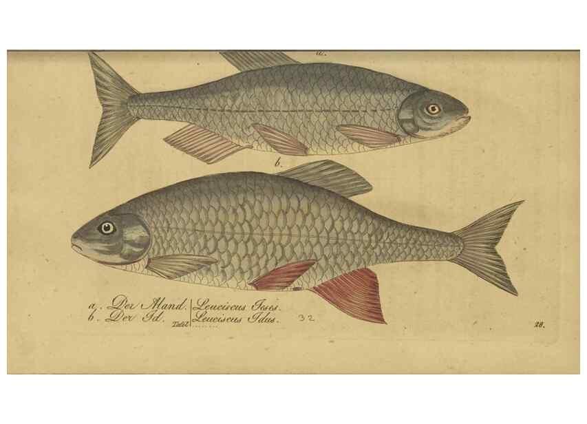Reproducción/Reproduction 40888509143: Fauna Boica oder gemeinnützige Naturgeschichte der Thiere Bayerns /. Nürnberg :In der C.H. Zeh'schen Buchhandlung,1834.. 