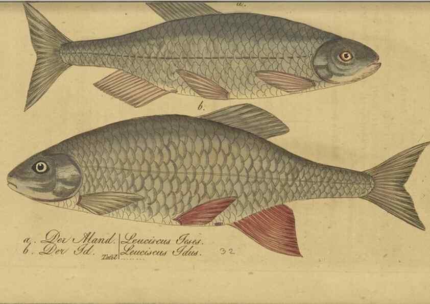 Reproducción/Reproduction 40888509143: Fauna Boica oder gemeinnützige Naturgeschichte der Thiere Bayerns /. Nürnberg :In der C.H. Zeh'schen Buchhandlung,1834.. 