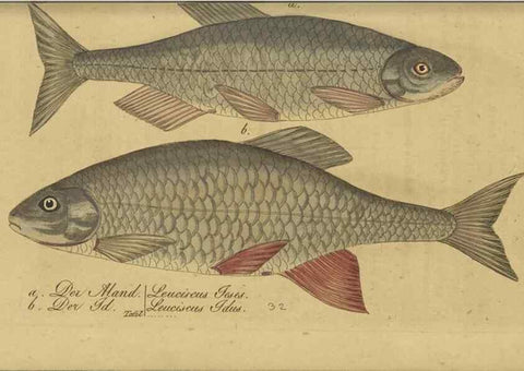 Reproducción/Reproduction 40888509143: Fauna Boica oder gemeinnützige Naturgeschichte der Thiere Bayerns /. Nürnberg :In der C.H. Zeh'schen Buchhandlung,1834.. 