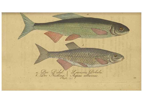 Reproducción/Reproduction 47065716744: Fauna Boica oder gemeinnützige Naturgeschichte der Thiere Bayerns /. Nürnberg :In der C.H. Zeh'schen Buchhandlung,1834.. 