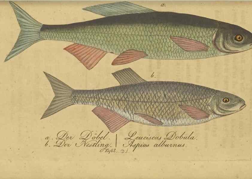 Reproducción/Reproduction 47065716744: Fauna Boica oder gemeinnützige Naturgeschichte der Thiere Bayerns /. Nürnberg :In der C.H. Zeh'schen Buchhandlung,1834.. 
